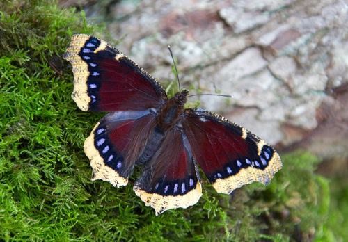 Camberwell Beauty DM1229